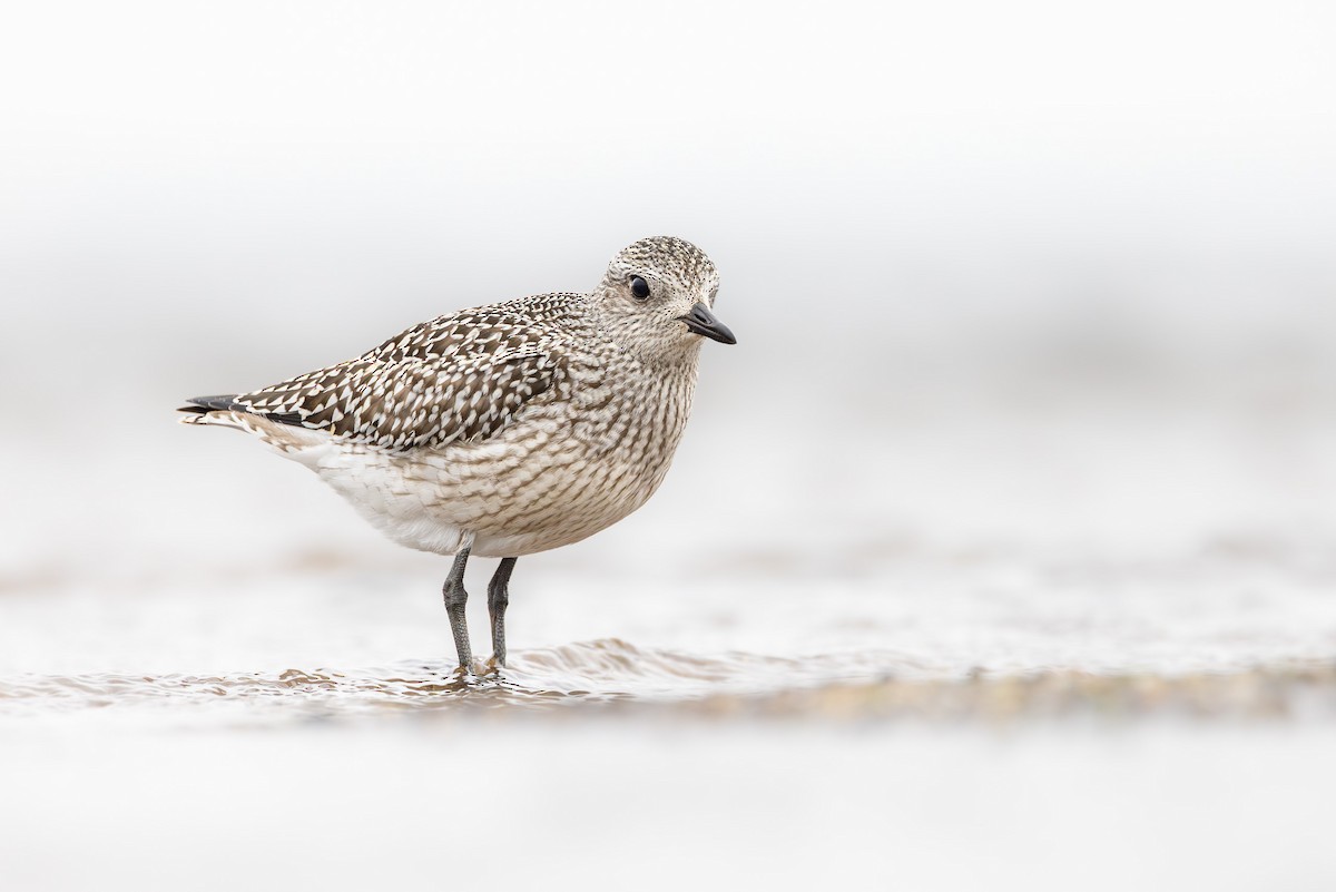 Тулес - ML644847369