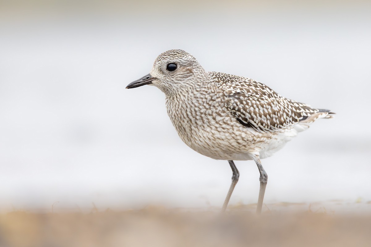 Тулес - ML644847370