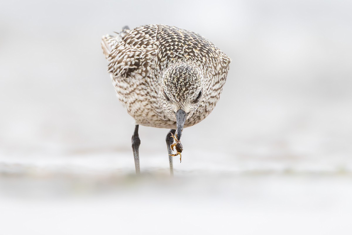 Тулес - ML644847372