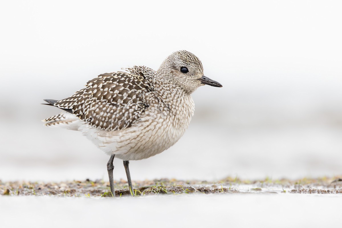 Тулес - ML644847373