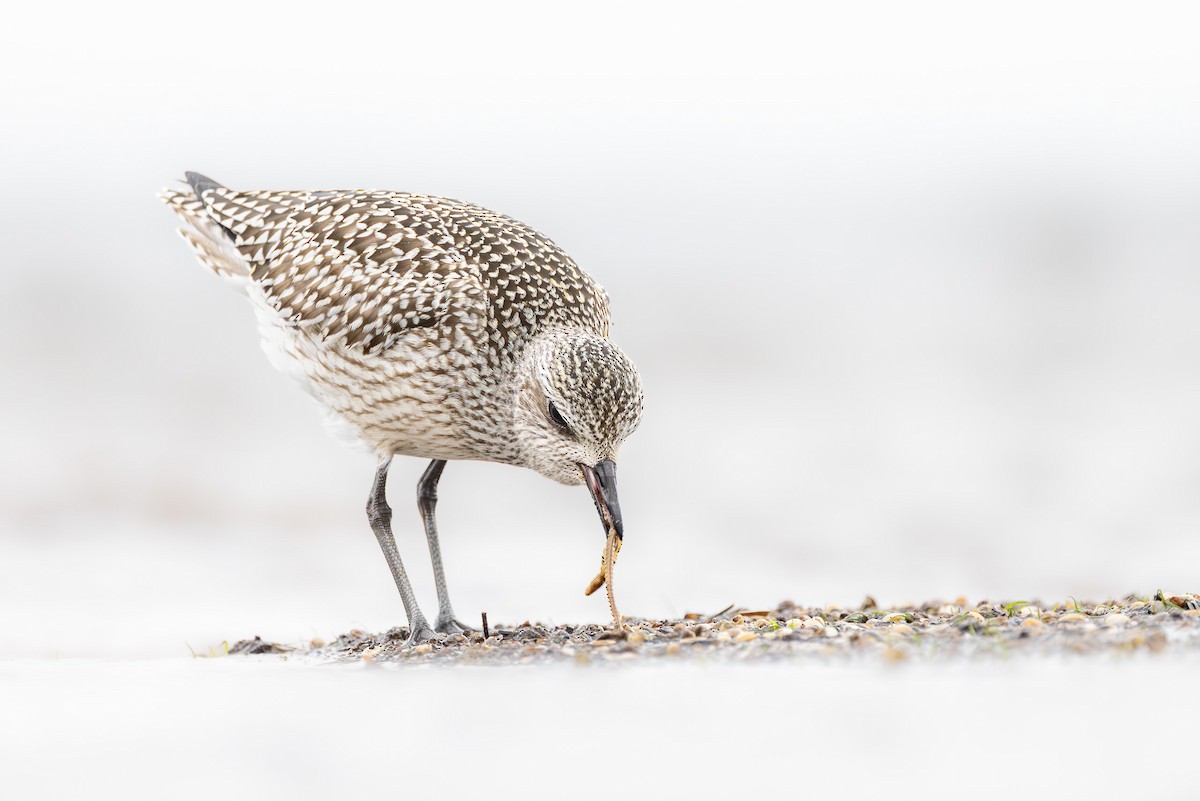 Тулес - ML644847374