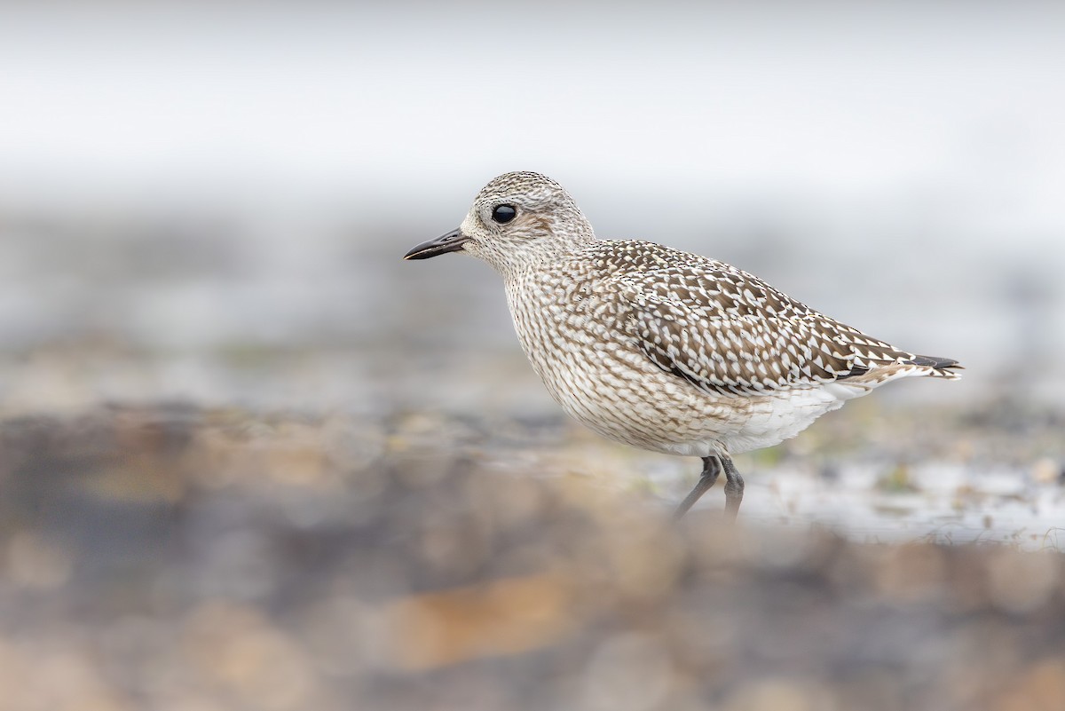 Тулес - ML644847375