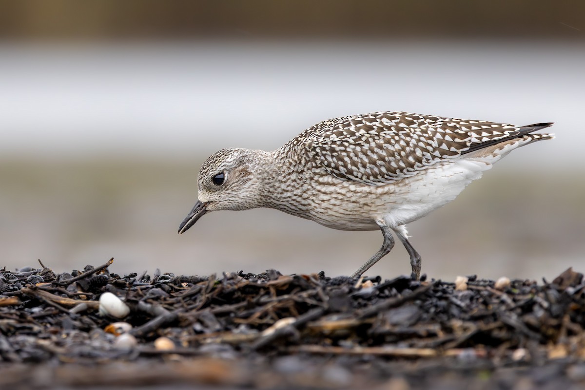 Тулес - ML644847376