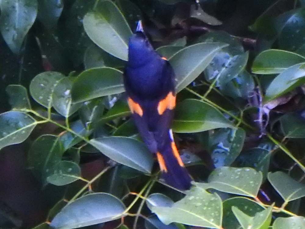 American Redstart - ML644847377