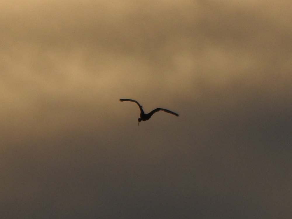 Гололицый ибис - ML644847378