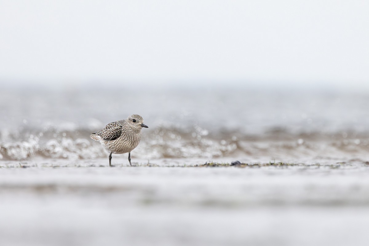 Тулес - ML644847379