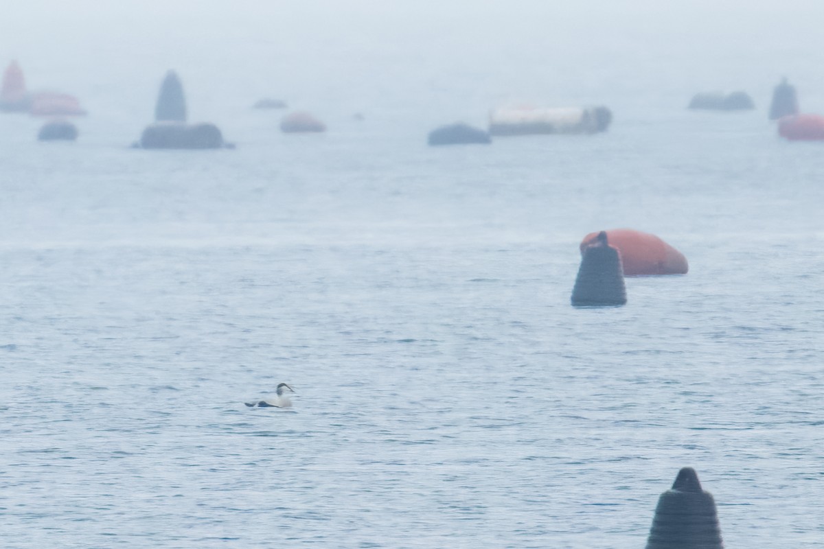 Гага - ML644847380