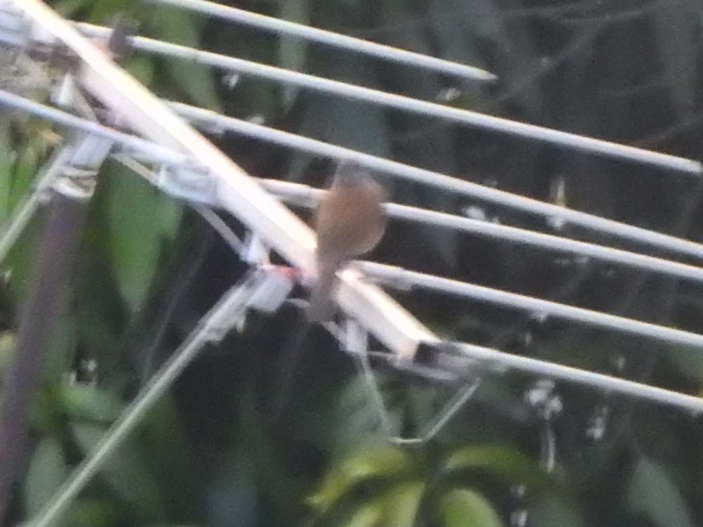 Pale-breasted Thrush - ML644847381