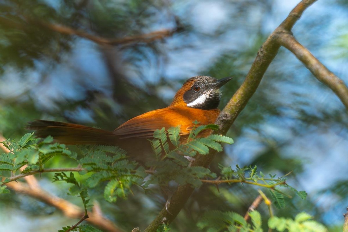 Усатая иглохвостка - ML644847382