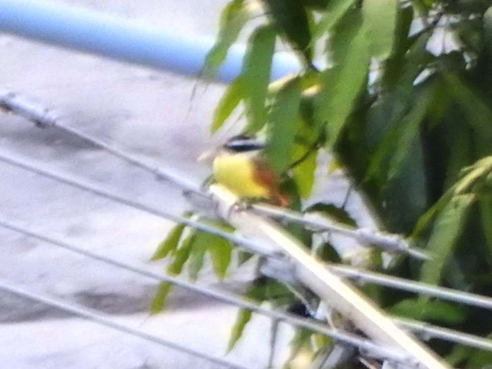 Большой бентеви, кискади - ML644847383