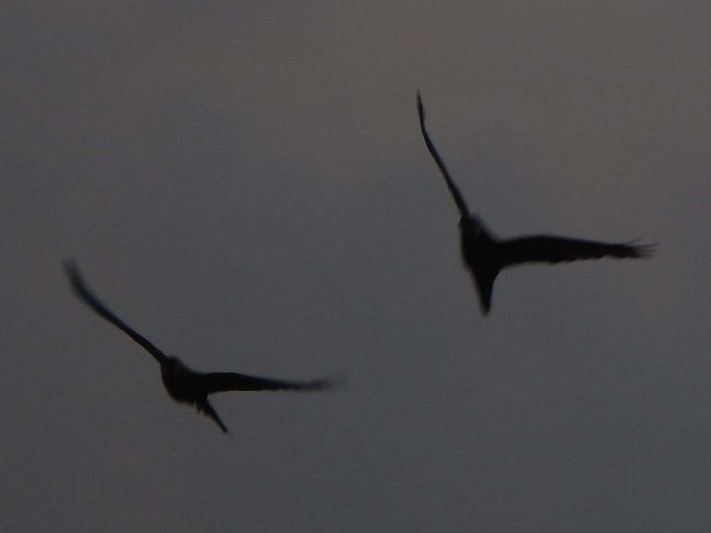 Каштановолобый ара - ML644847384