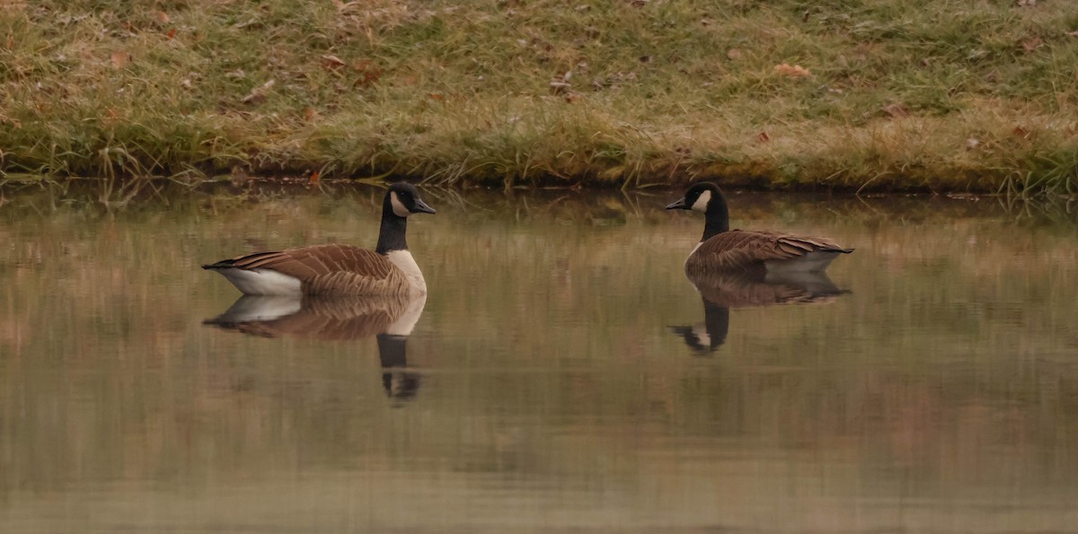 Канадская казарка - ML644847387