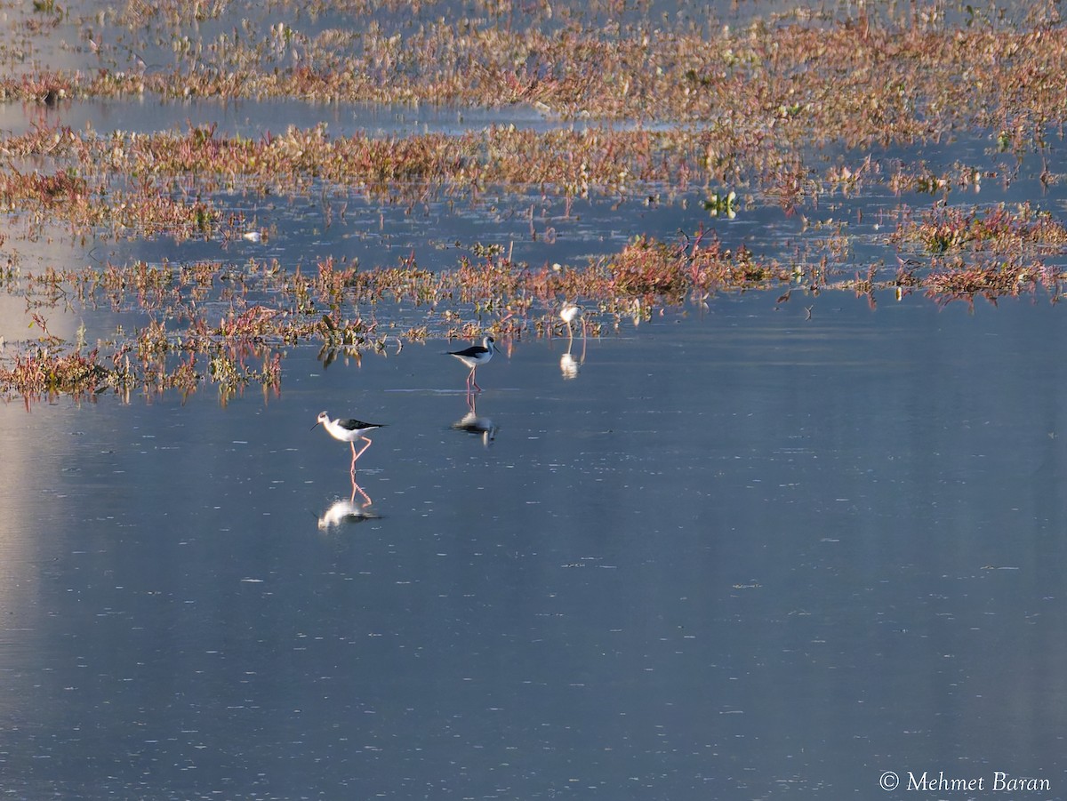 Ходулочник - ML644847390