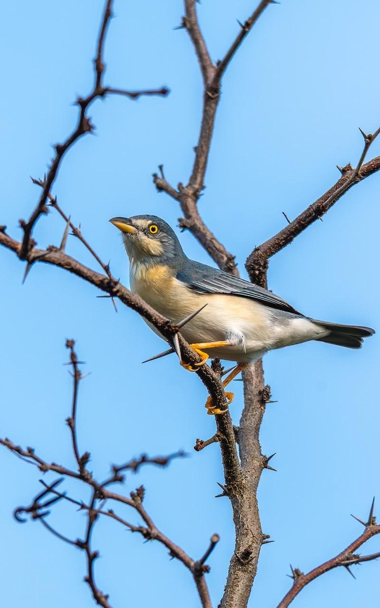 Черношапочная танагра - ML644847391