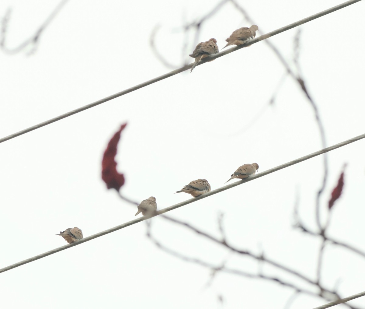 ナゲキバト - ML644847392