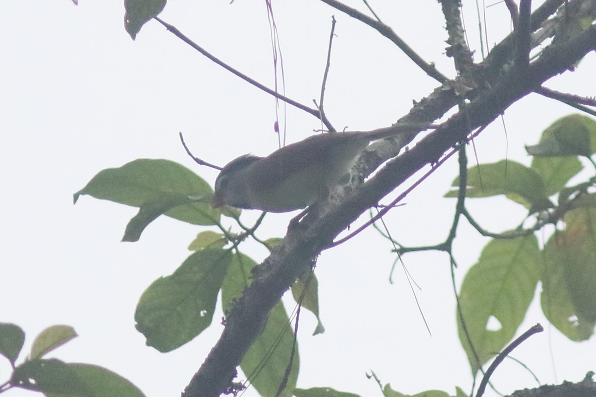 Сероголовая сутора - ML644847393