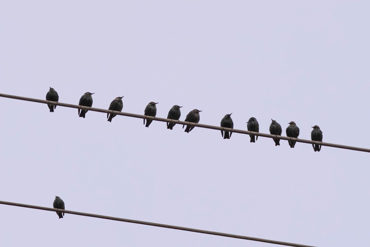 Обыкновенный скворец - ML644847394