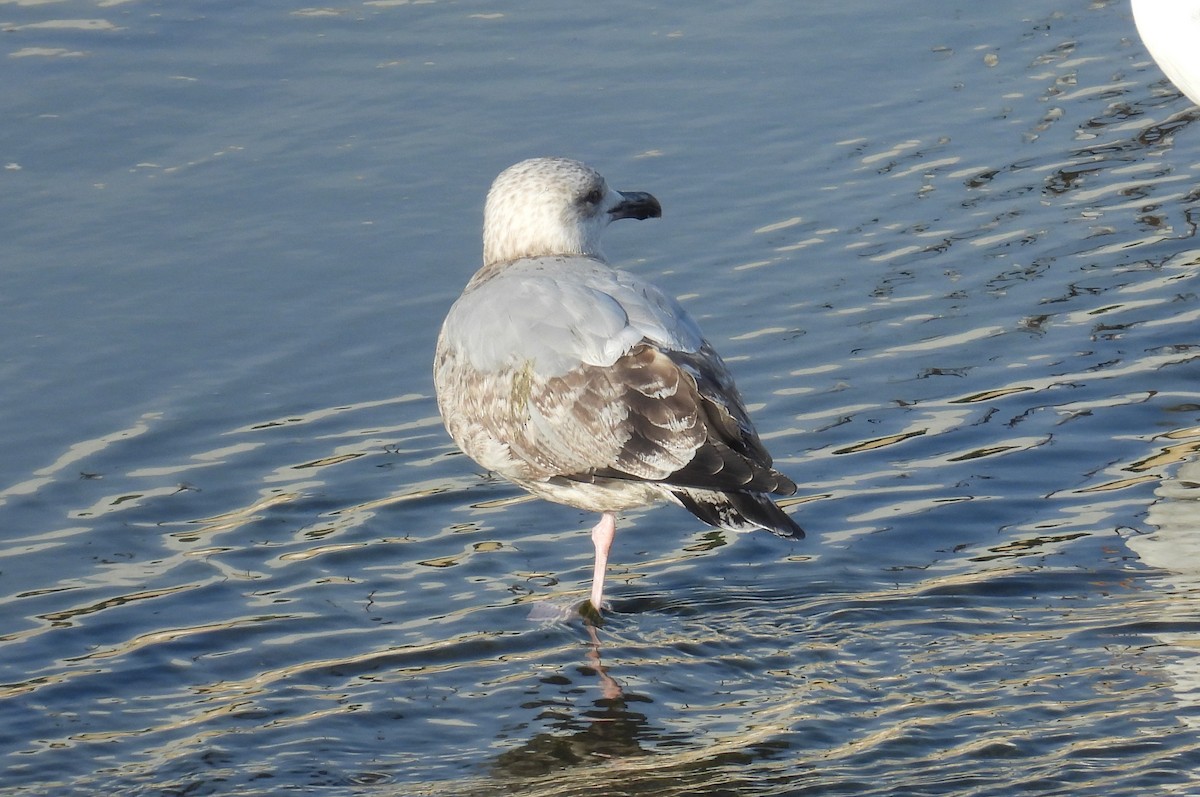 Американская чайка - ML644847395