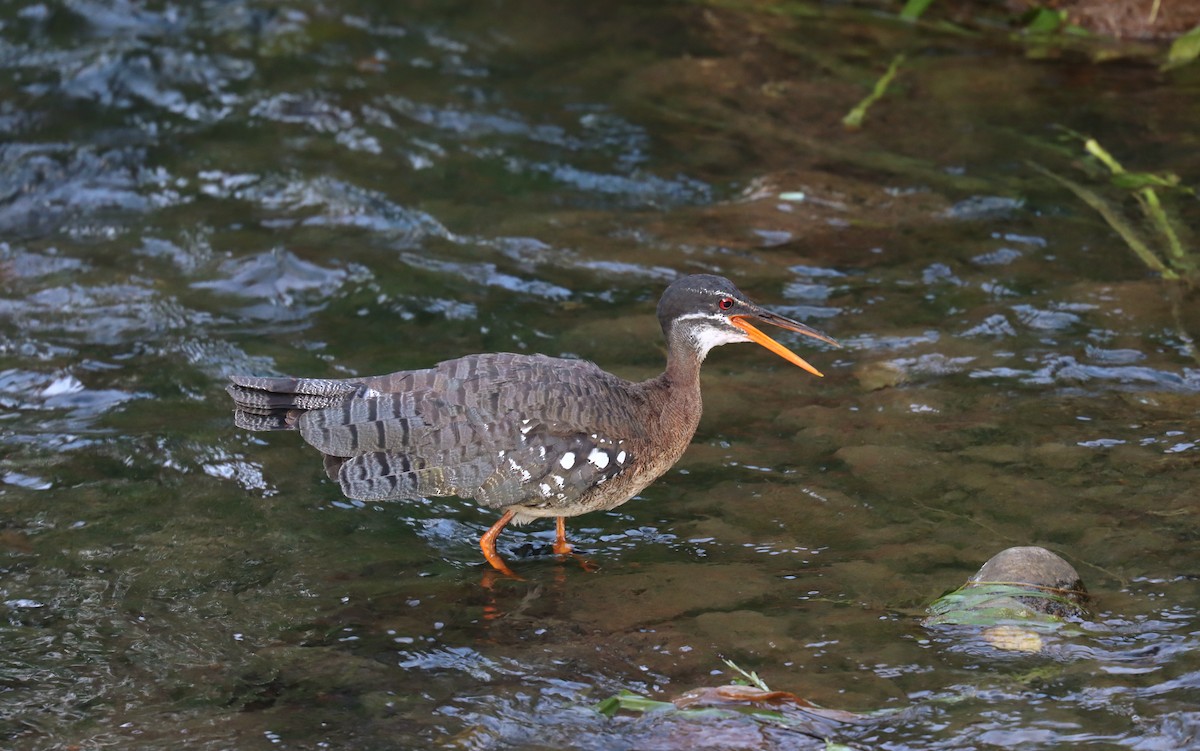 Солнечная цапля - ML644847396