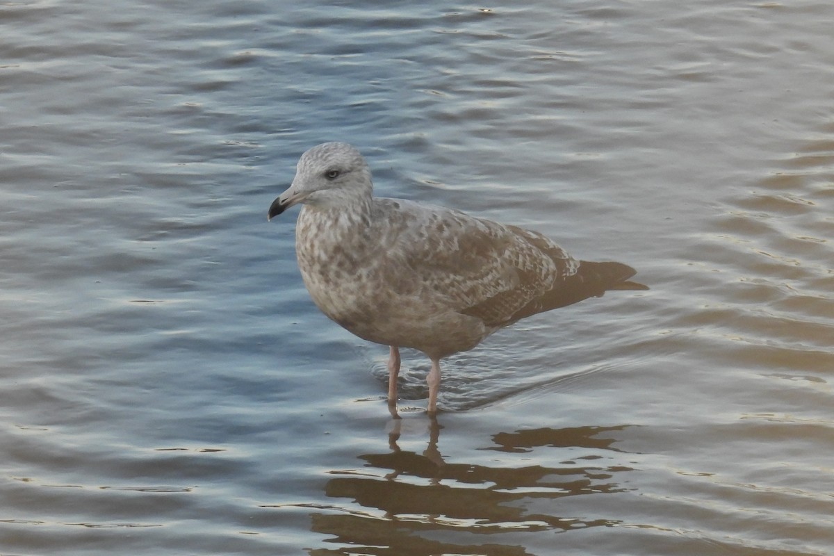 Американская чайка - ML644847397