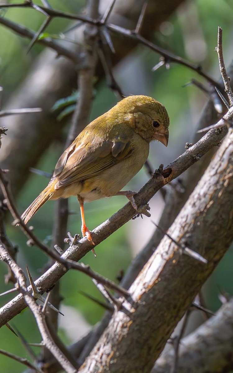 Серая арагуира - ML644847399