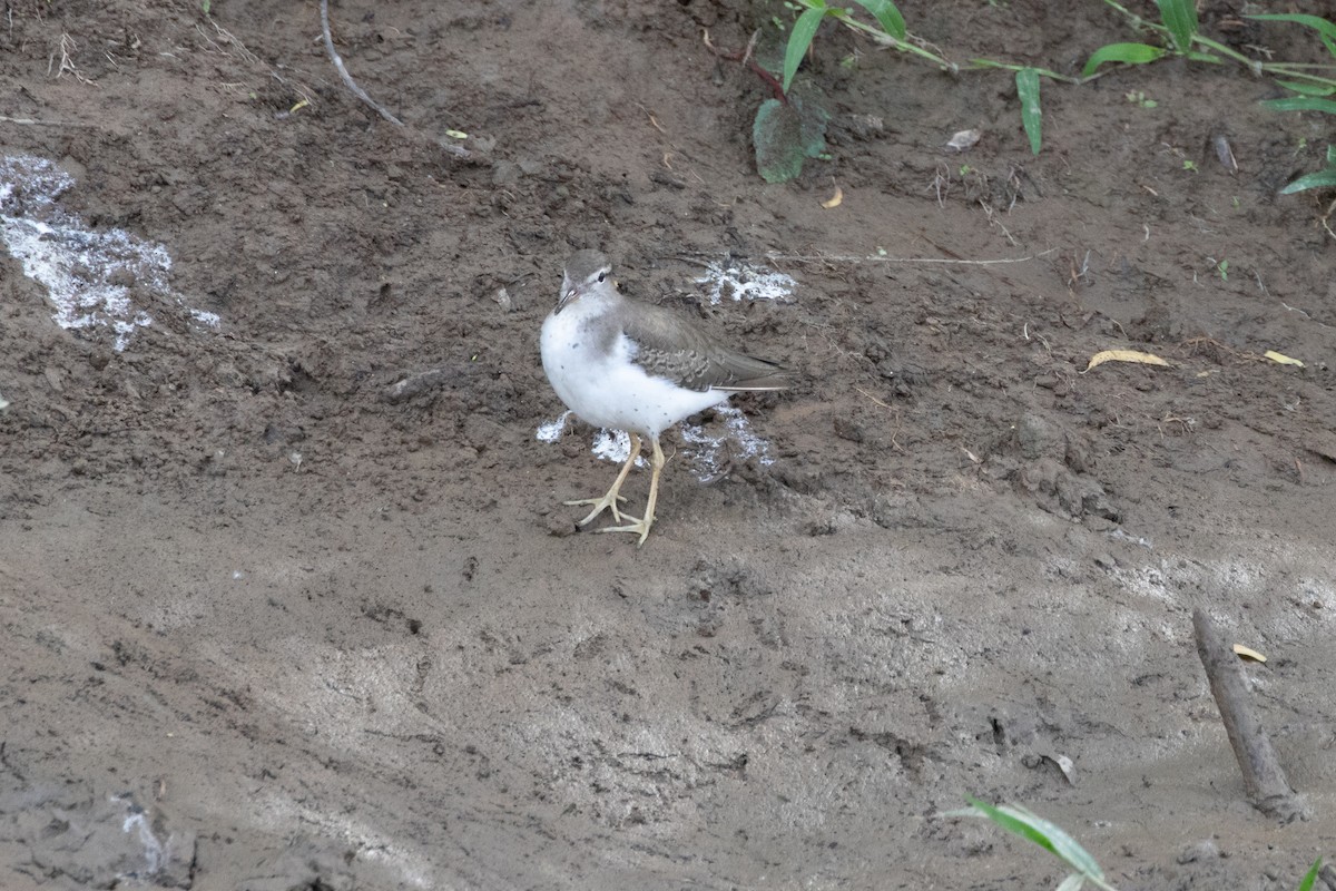 Пятнистый перевозчик - ML644847401