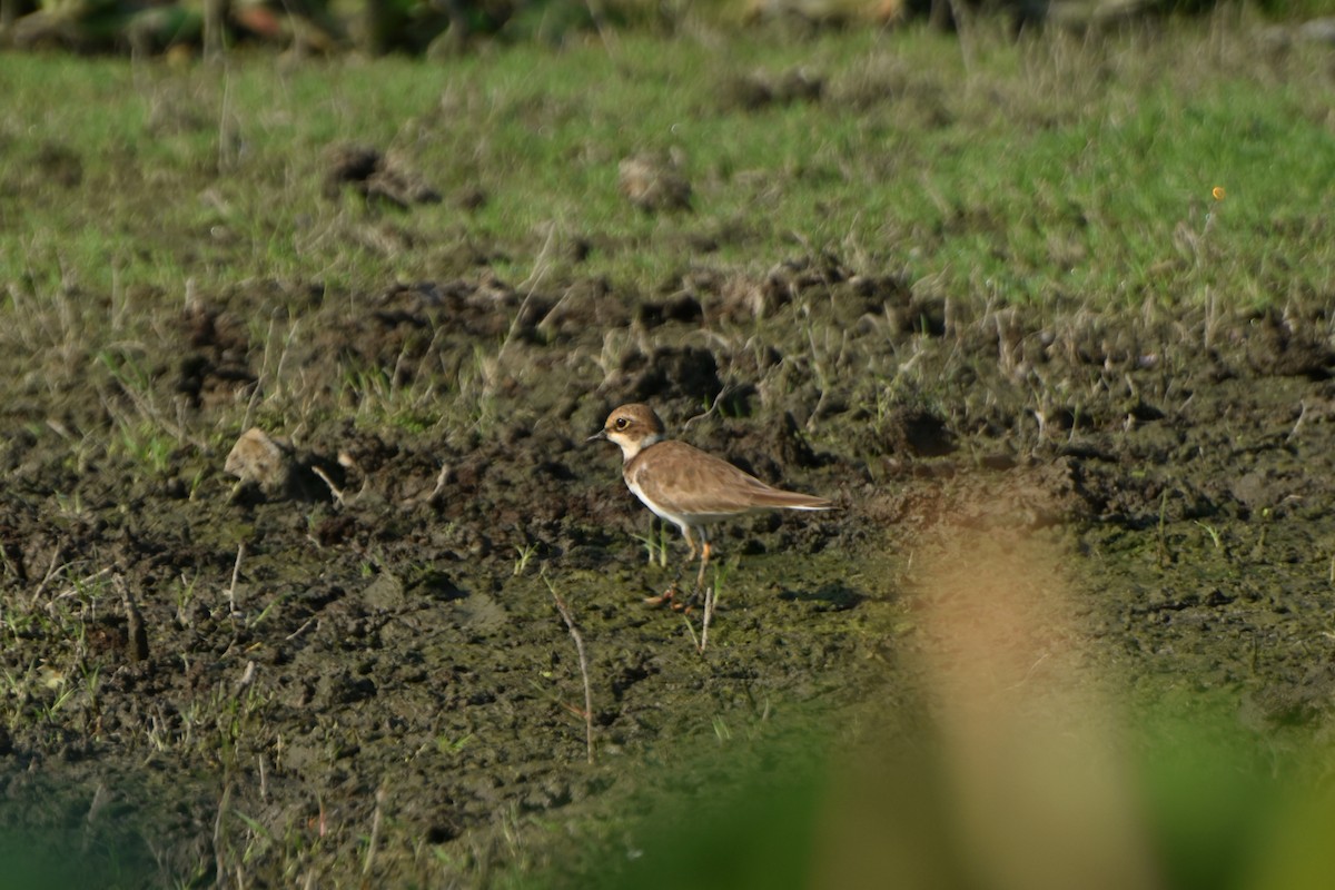 Little Ringed Plover - ML644847404