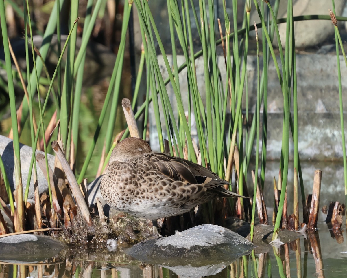 Шилохвіст жовтодзьобий - ML644847415