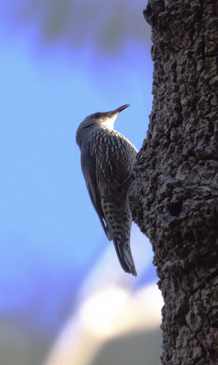 Échelet à sourcils roux - ML644847420
