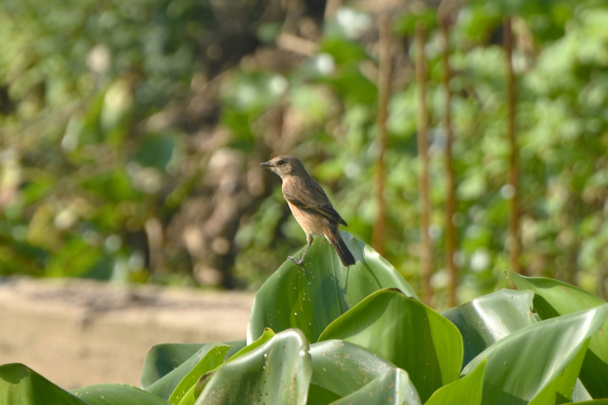Siberian Stonechat - ML644847421