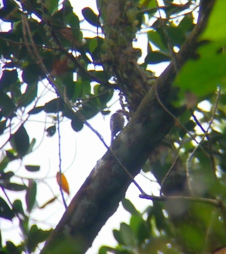 strakapoud hnědohlavý - ML644847448