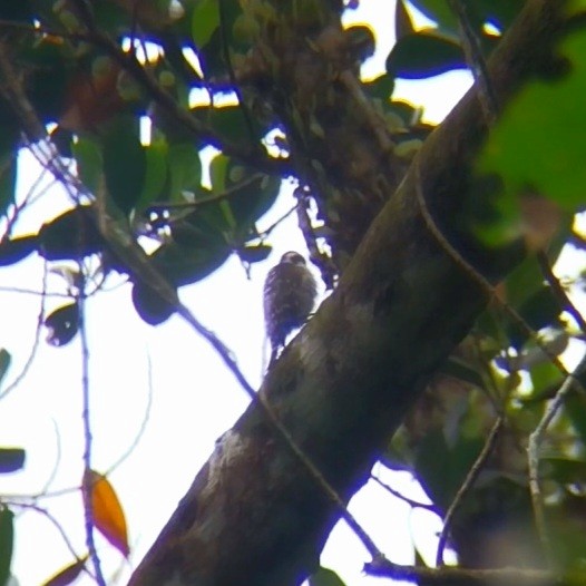 strakapoud hnědohlavý - ML644847449