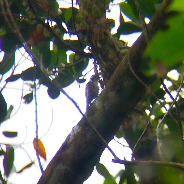 strakapoud hnědohlavý - ML644847450