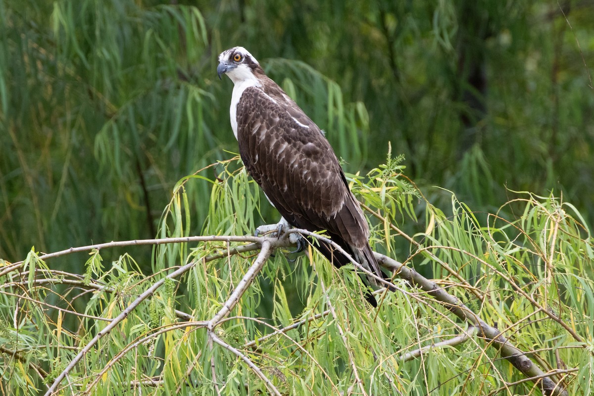 Скопа - ML644847460