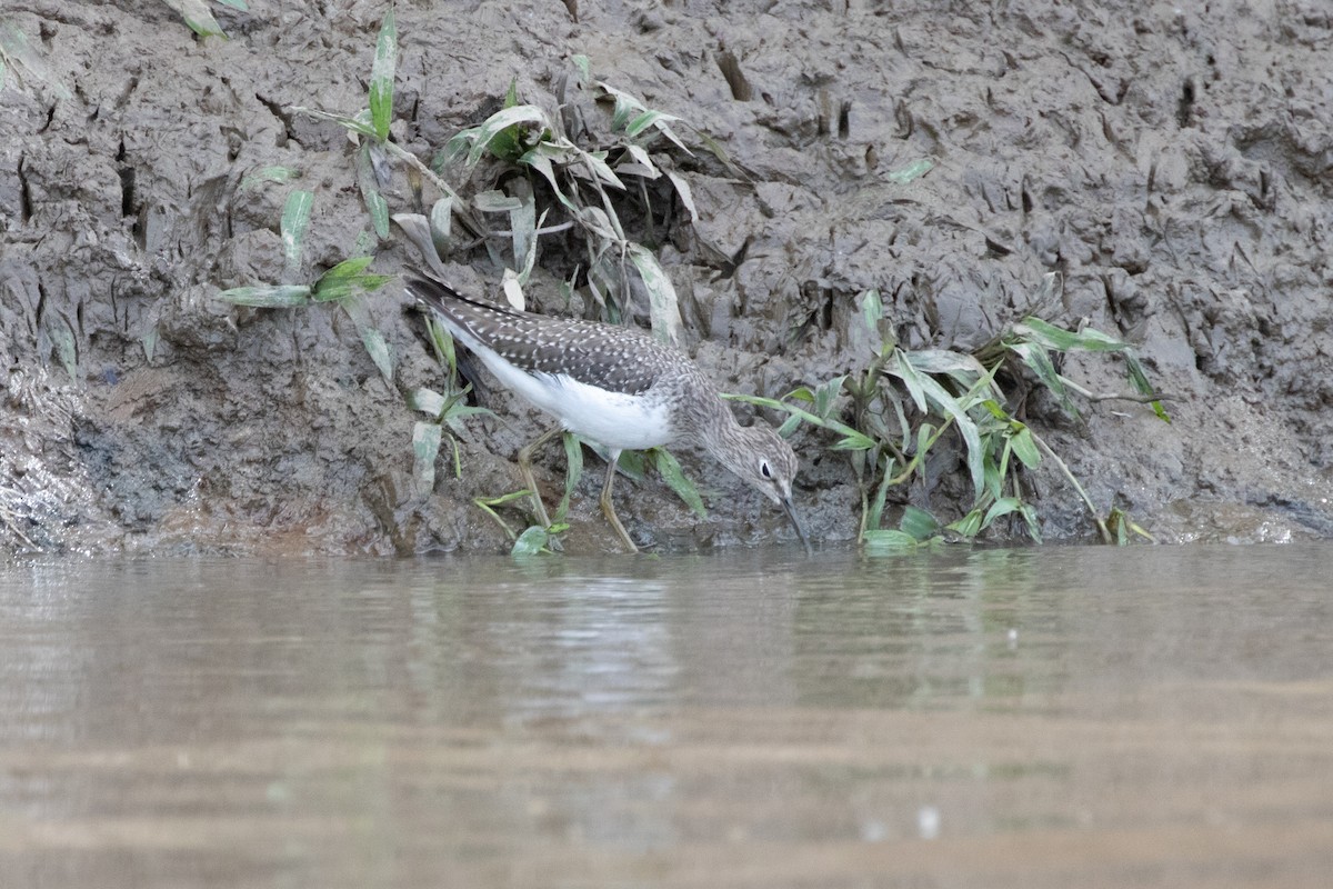 Solitary Sandpiper - ML644847468