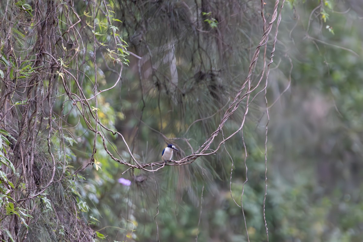 Forest Kingfisher - ML644847475