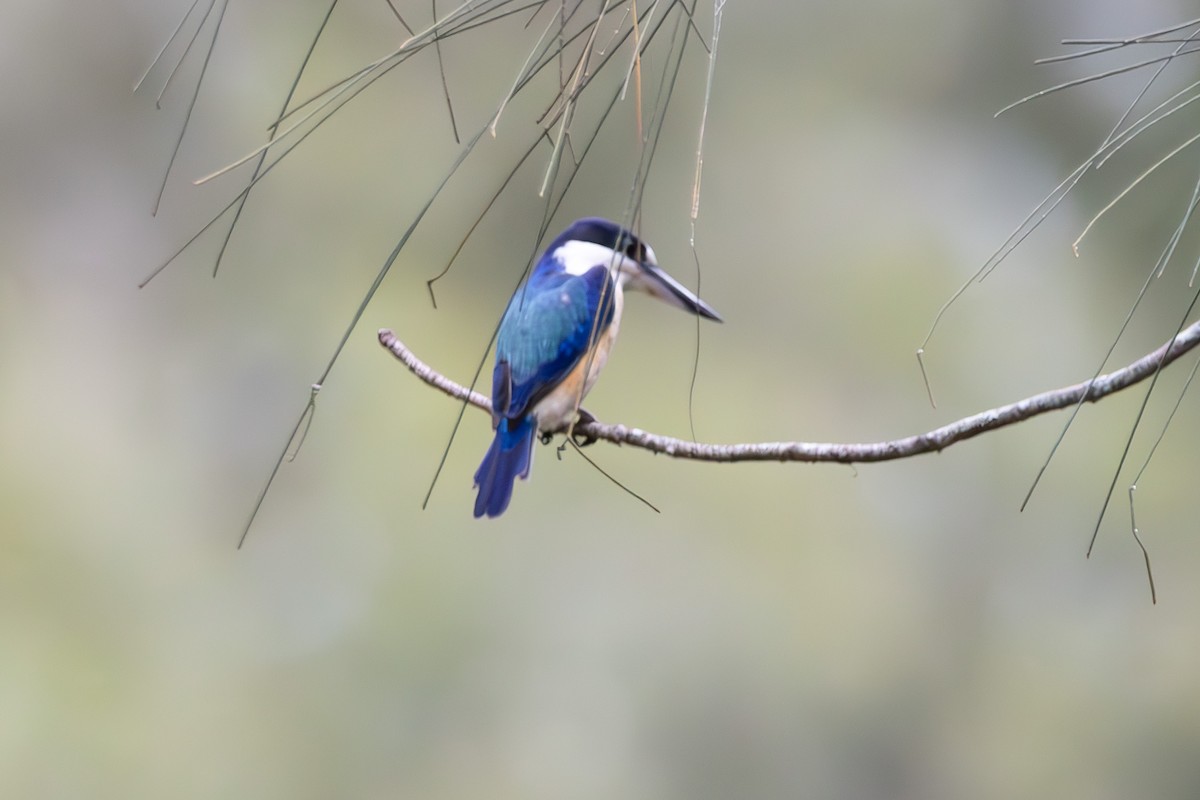 Forest Kingfisher - ML644847479