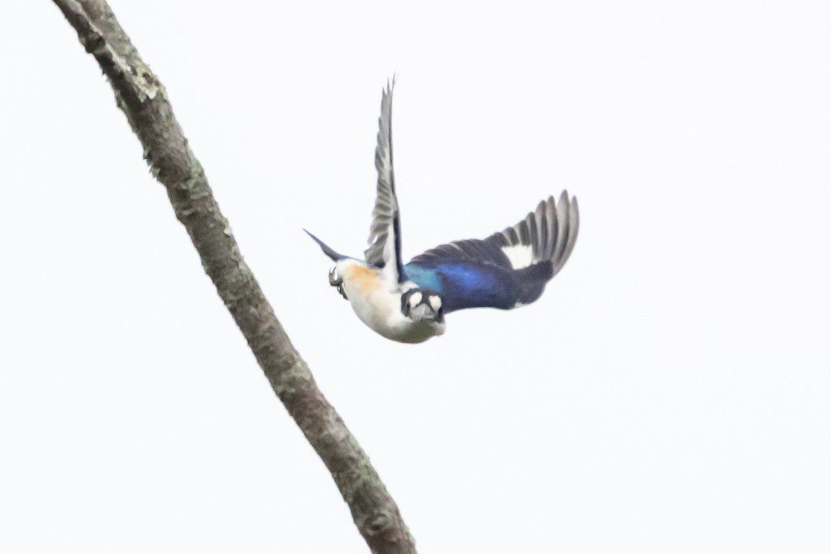 Forest Kingfisher - ML644847483