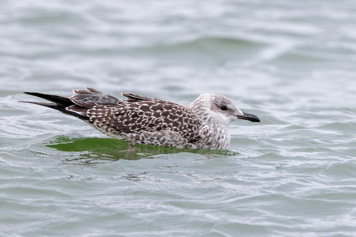 Kara Sırtlı Martı - ML644847486