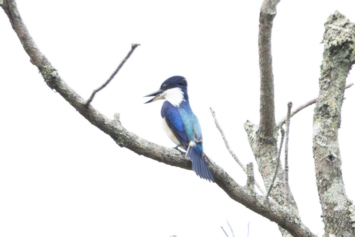 Forest Kingfisher - ML644847490