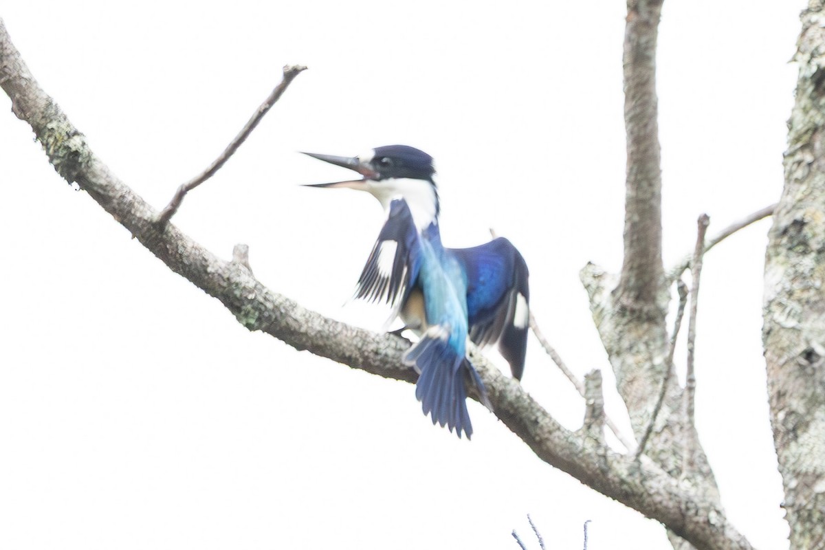 Forest Kingfisher - ML644847492