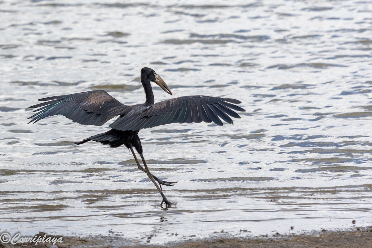 African Openbill - ML644847505