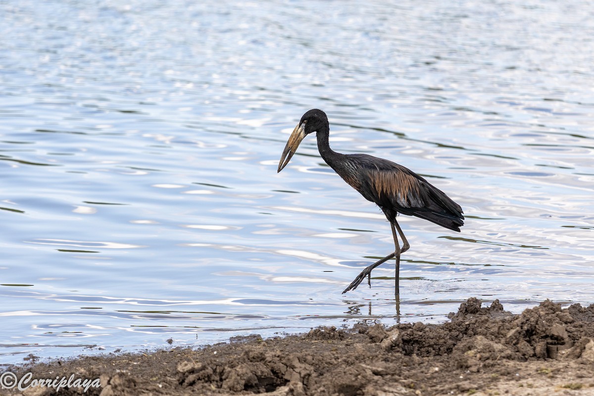 African Openbill - ML644847506