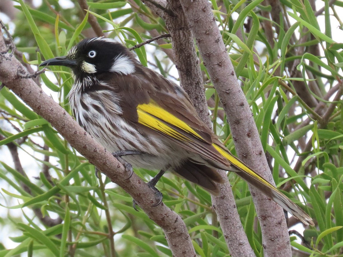 New Holland Honeyeater - ML644847508
