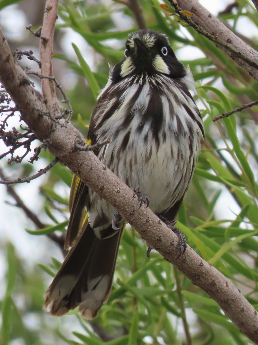 New Holland Honeyeater - ML644847509