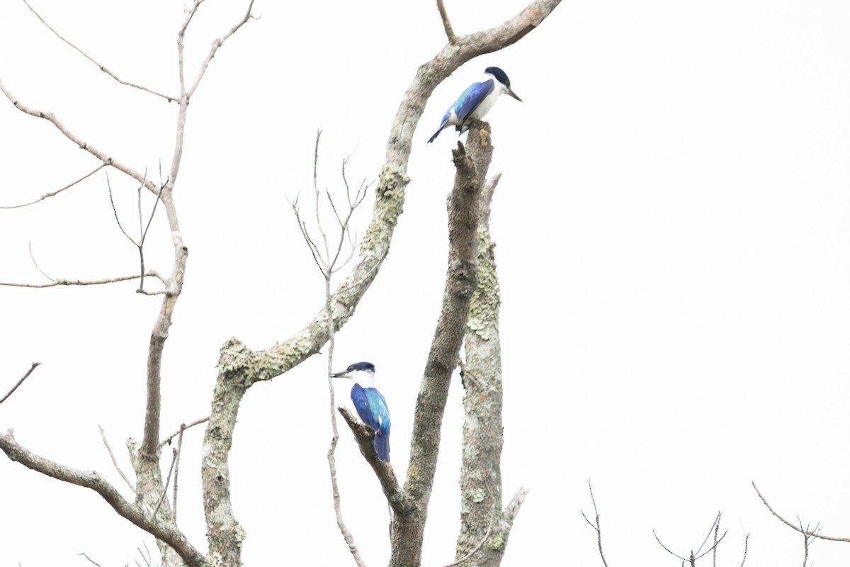 Forest Kingfisher - ML644847510