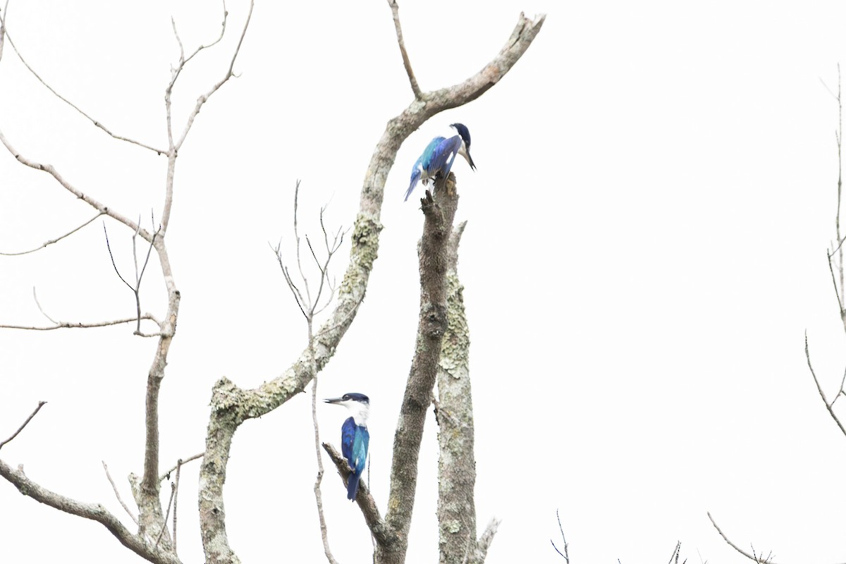 Forest Kingfisher - ML644847512