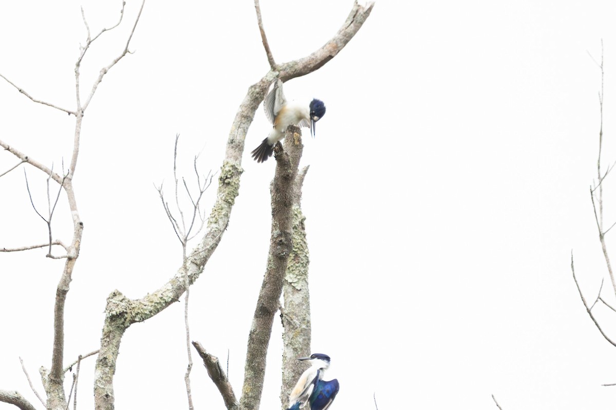 Forest Kingfisher - ML644847514