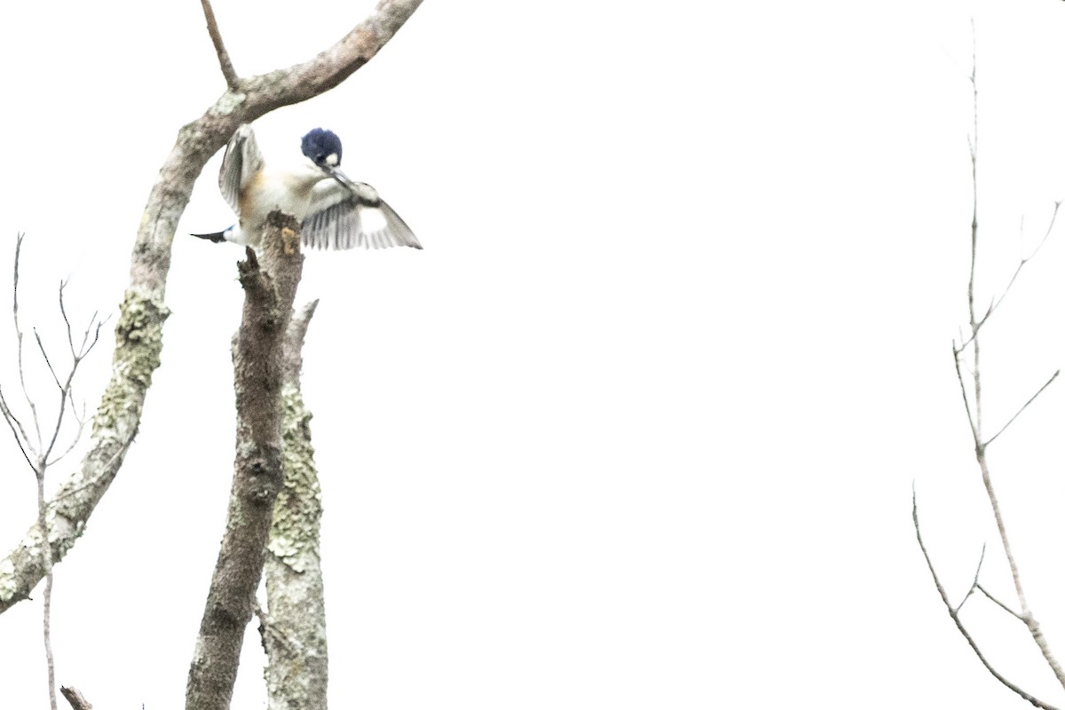 Forest Kingfisher - ML644847517