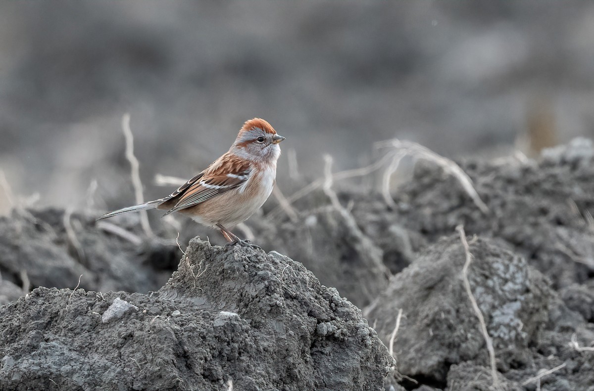 American Tree Sparrow - ML644847519